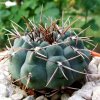 Gymnocalycium_ ochoterenae _ssp.ochoterenae_ GC11.02_ 02